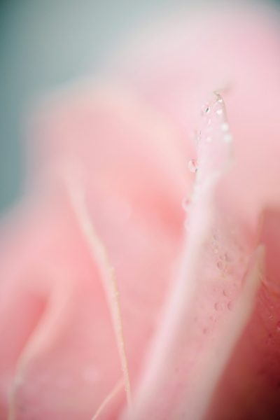 A closeup of the pink petal, with water droplets on it, in soft tones, with a shallow depth of field, and a blurred background. The camera focuses on details such as texture, shape, color tone changes, light reflections, natural elements, floral beauty, and calm emotions. in the style of natural elements. --ar 85:128