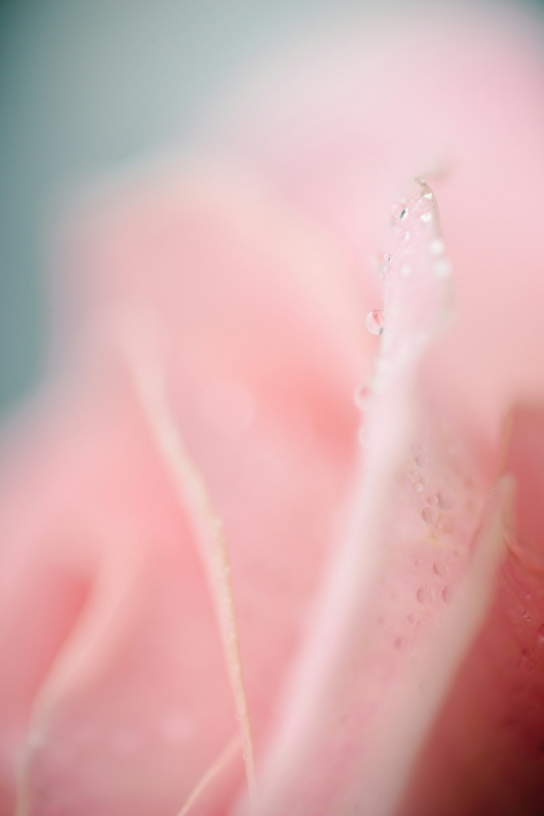 A closeup of the pink petal, with water droplets on it, in soft tones, with a shallow depth of field, and a blurred background. The camera focuses on details such as texture, shape, color tone changes, light reflections, natural elements, floral beauty, and calm emotions. in the style of natural elements. –ar 85:128