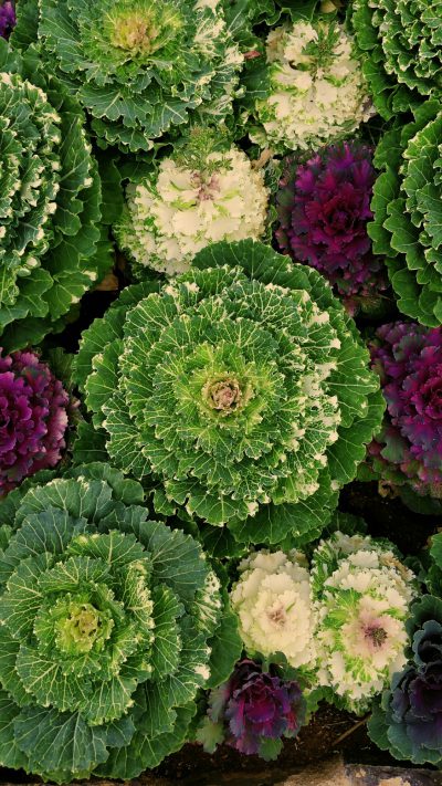 An overhead shot of an array of vibrant green, purple and white kale plants in full bloom. The leaves have intricate patterns that give them the appearance of decorative flowers, with some resembling delicate butterflies or petallike structures. This garden is set against a backdrop of rich brown soil and lush foliage to highlight the colors of each leaf in the style of K为什么要_relax.