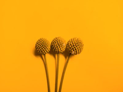 three small flower heads on top of each other, yellow background, minimalism, photography, studio light --ar 4:3