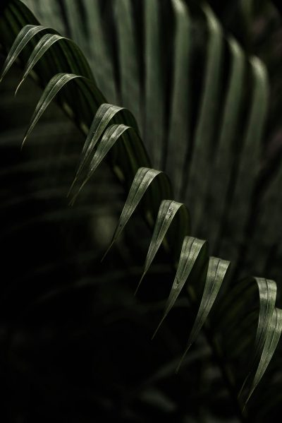 Close up photo of green palm leaves against a dark background in a low key, shadowy style with a moody, mysterious atmosphere in the style of minimalism. High resolution, hyper realistic and super detailed photography. --ar 85:128