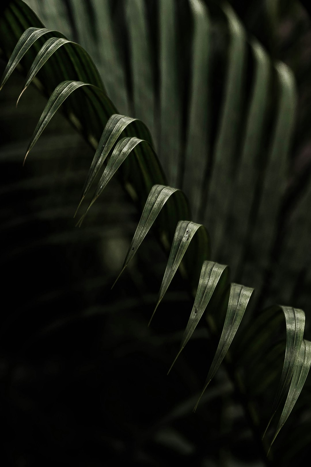 Close up photo of green palm leaves against a dark background in a low key, shadowy style with a moody, mysterious atmosphere in the style of minimalism. High resolution, hyper realistic and super detailed photography. –ar 85:128