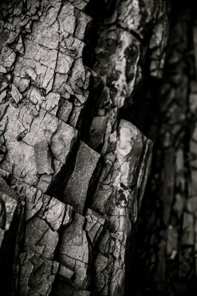 macro photography of tree bark, dark and gritty in depth and tone, depth of field highlights intricate details in sharp focus with dark tones and high contrast in the style of monochrome. --ar 85:128