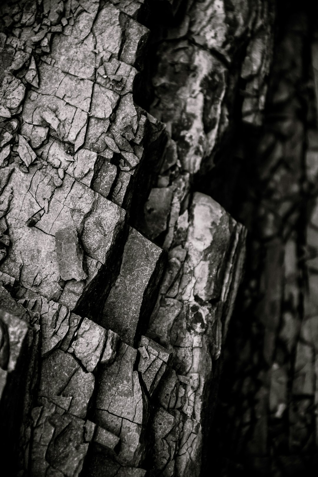 macro photography of tree bark, dark and gritty in depth and tone, depth of field highlights intricate details in sharp focus with dark tones and high contrast in the style of monochrome. –ar 85:128