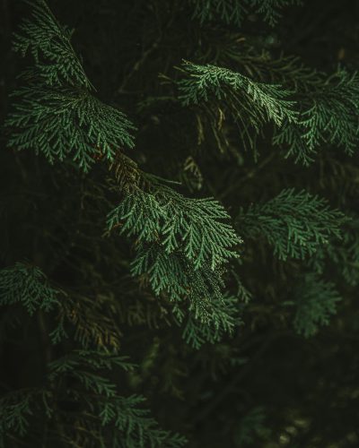 green coniferous tree branches against a dark background in a closeup, high resolution photographic style. --ar 51:64