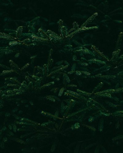 dark green pine tree foliage against a dark background, macro photography in the style of fujifilm pro 800z --ar 51:64