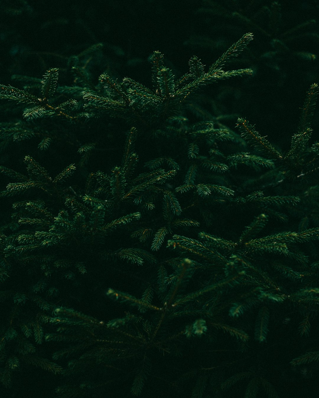 dark green pine tree foliage against a dark background, macro photography in the style of fujifilm pro 800z –ar 51:64