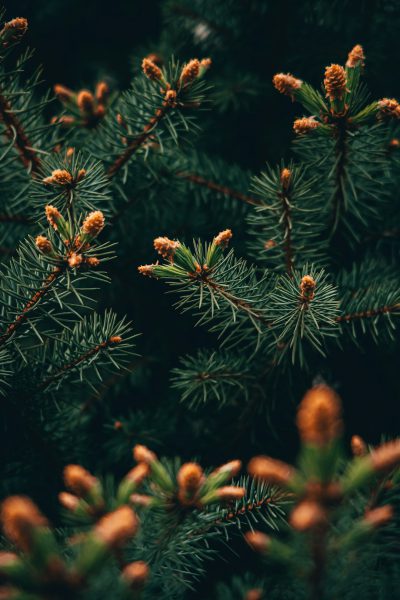 A close up of pine tree branches with buds against a dark green background, nature photography in the style of unsplash, unsSquared, with a style resembling fujifilm superia, at full HD resolution, captured on an iPhone 8. --ar 85:128