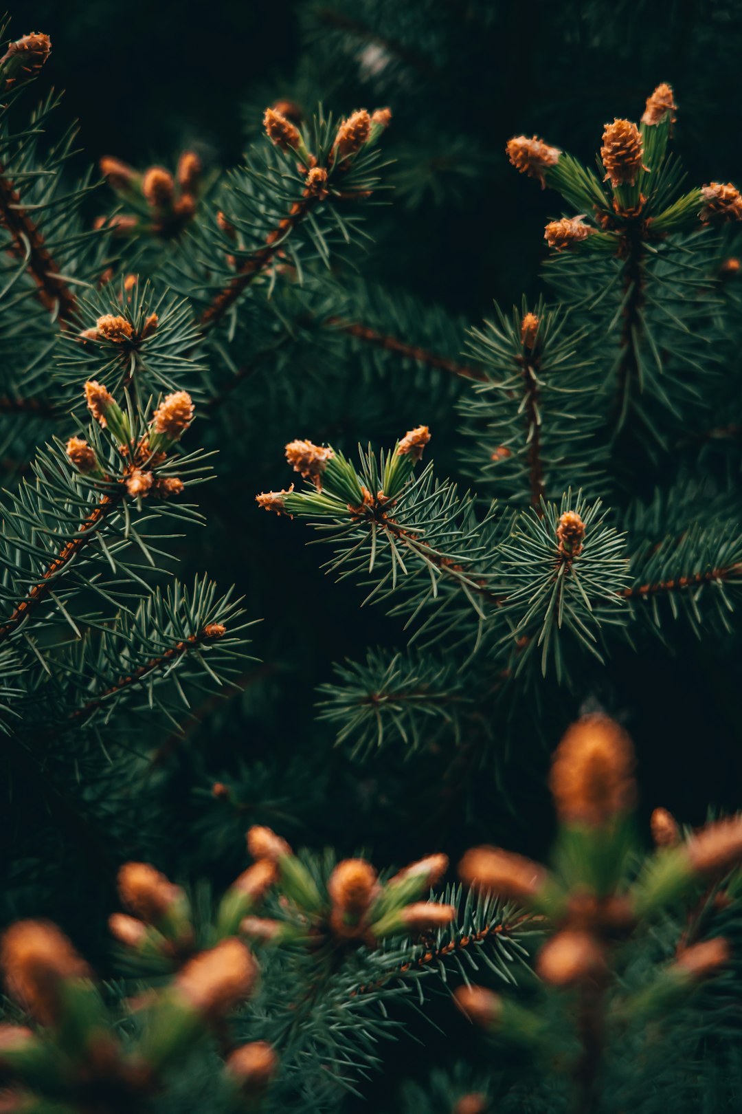 A close up of pine tree branches with buds against a dark green background, nature photography in the style of unsplash, unsSquared, with a style resembling fujifilm superia, at full HD resolution, captured on an iPhone 8. –ar 85:128