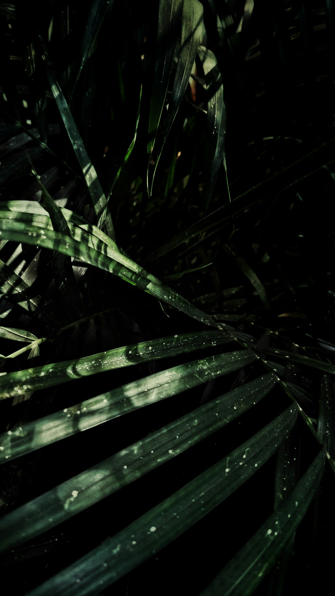 Dark jungle, palm leaves, shadows, darkness, low angle shot, photography, closeup, macro lens, hyperrealistic, high resolution, dark green tones, sharp focus, dramatic lighting, natural light, moody atmosphere. The photography has a style similar to natural light and dramatic lighting with dark green tones and sharp focus creating a moody atmosphere in the jungle setting. –ar 9:16