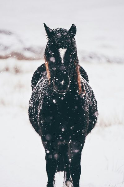 A black horse standing in the snow, facing the camera, with snow falling. A minimalist photograph taken in the style of natural light and high contrast. --ar 85:128