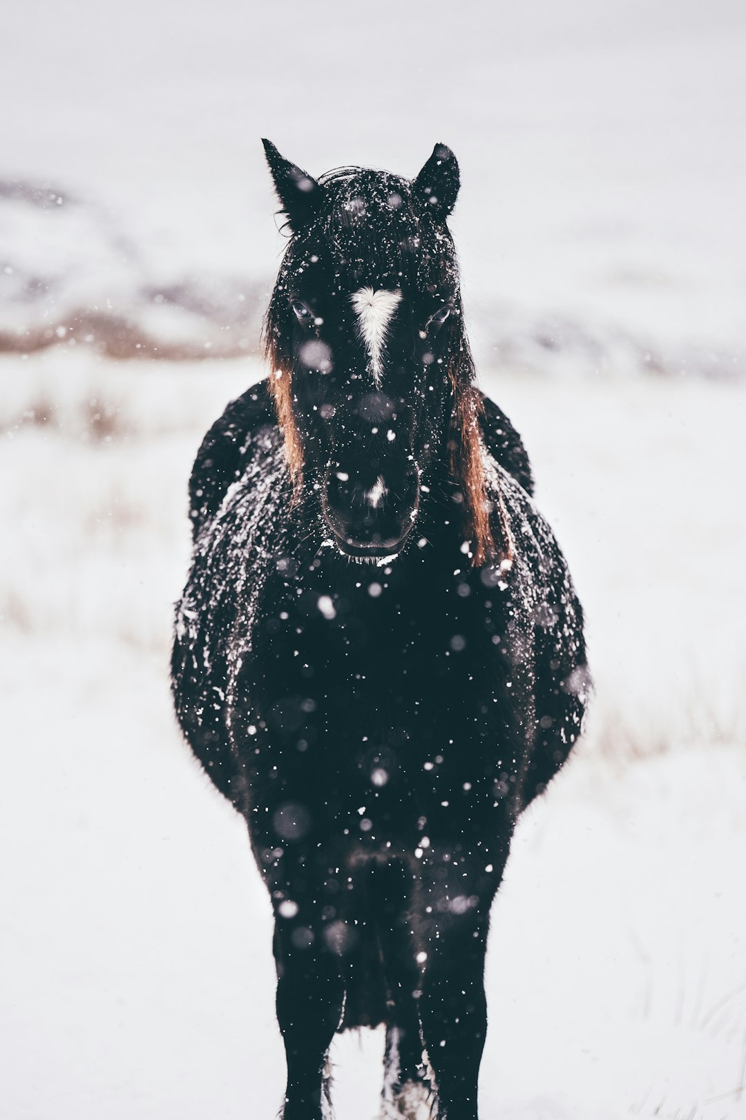 A black horse standing in the snow, facing the camera, with snow falling. A minimalist photograph taken in the style of natural light and high contrast. –ar 85:128