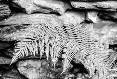 black and white close up photograph of fern frond on stone wall, --ar 64:43