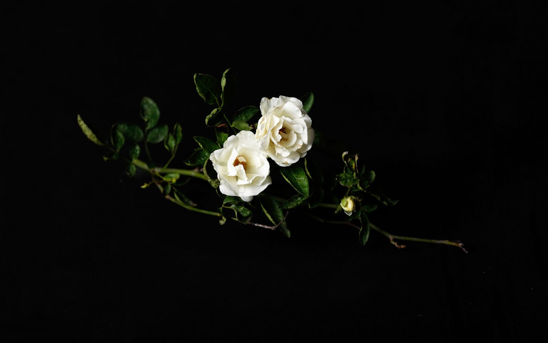 A white rose branch with two flowers on it, isolated against a black background, in the style of professional photography, in the style of professional color grading. –ar 8:5