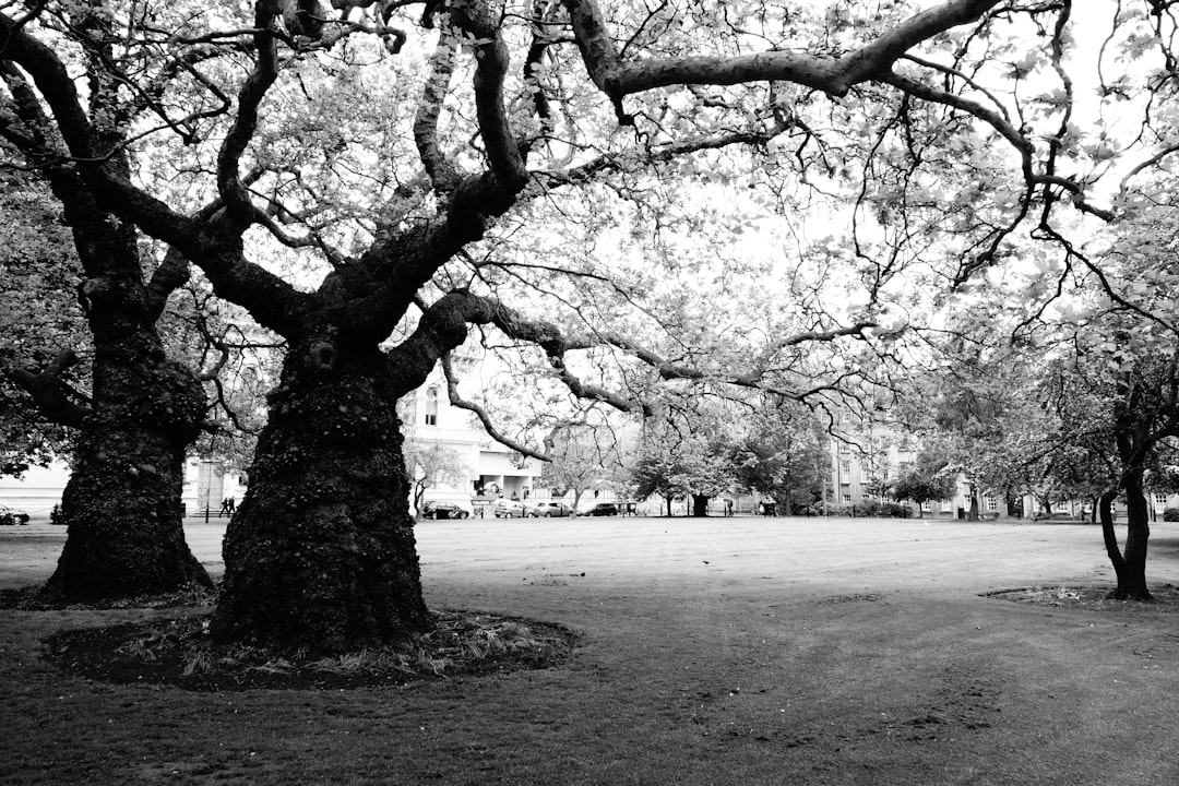 Black and white photo of an old oak tree in the middle, with other trees around it on both sides, in a lawn park with a London city background, natural light, no people, on a summer day, shot in the style of an ARRIFLEX35 BL Camera with Canon K35 Prime Lenses, with film grain and a cinematic color grading. –ar 128:85