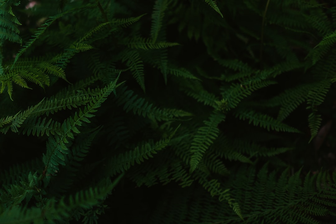 Dark green ferns, in the style of background, dark atmosphere, high resolution photography, professional color grading, soft shadows, no contrast, clean sharp focus, bokeh background, cinematic photography –ar 128:85