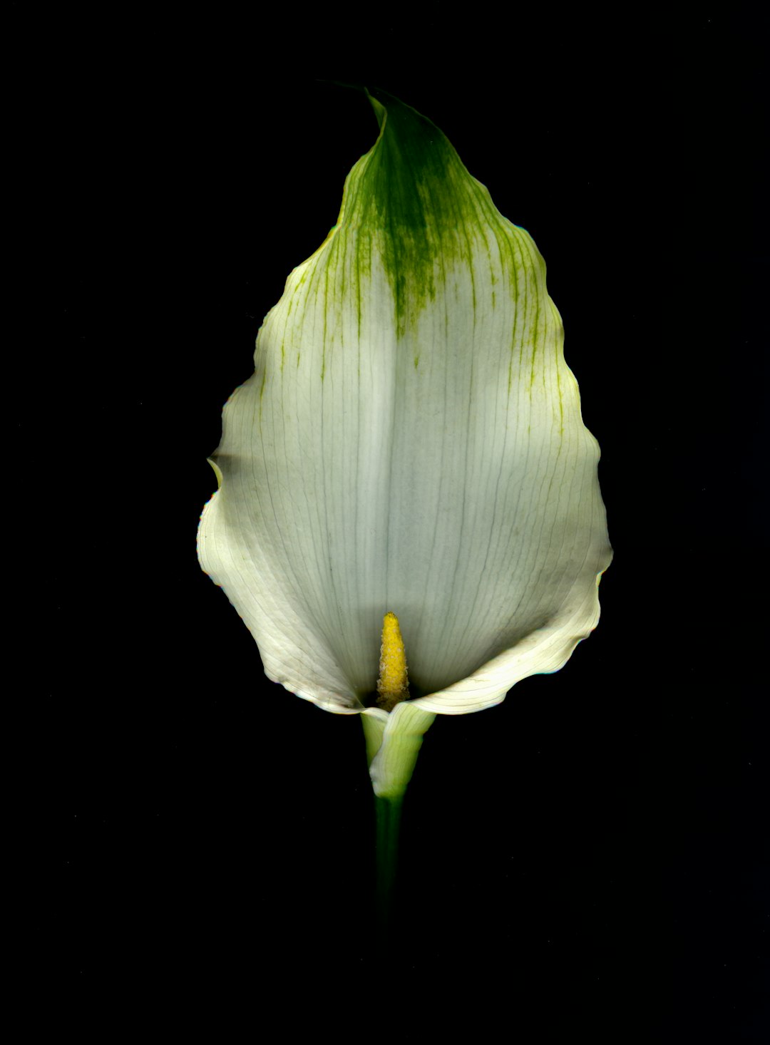 A calla lily flower with green veins, in white color on black background, photography, macro shot by Hasselblad X1D –ar 47:64