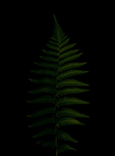 A single fern leaf on black background, dark green color, hyper realistic photography --ar 47:64