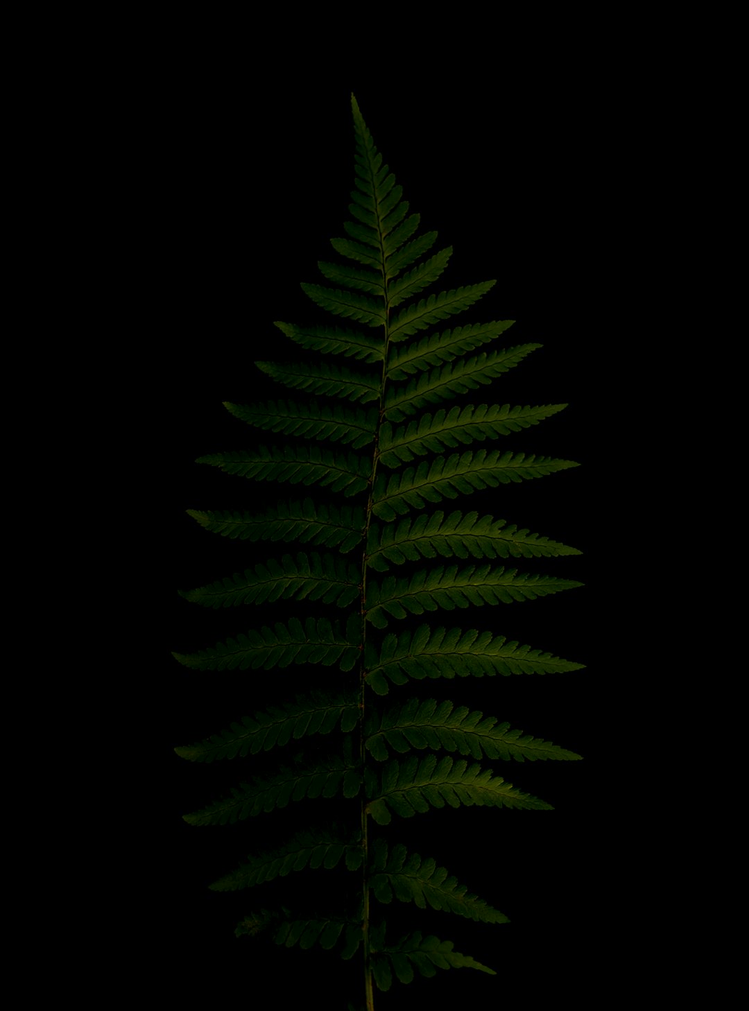 A single fern leaf on black background, dark green color, hyper realistic photography –ar 47:64