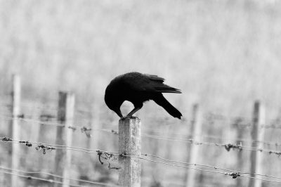 A black and white photo of a crow on a fence post, holding its head down to peck at something in the ground below it, in a vineyard. The photo was taken with a Sony Alpha A7 III, at f/8, with a 50mm lens, at 364 mm, and an ISO speed. --ar 128:85