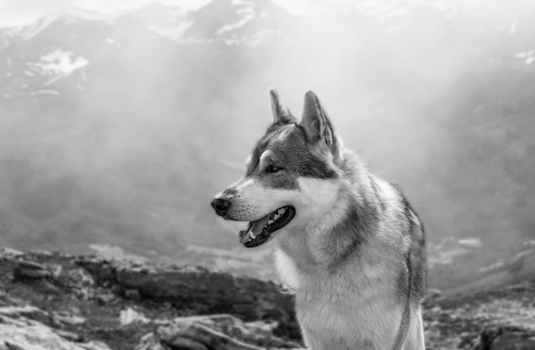 black and white photography of an adult husky dog on the side, mountain background, foggy, happy face, smilecore, high resolution, portrait lens, afternoon sun, in the style of canon eos r5 –ar 128:83