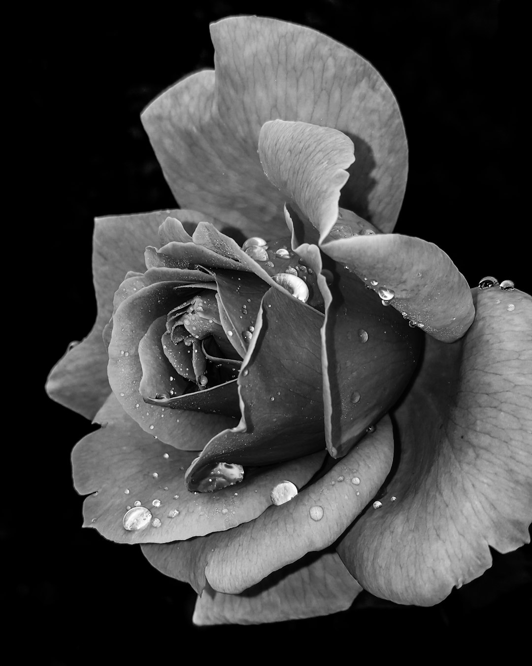 A black and white rose with dew drops on its petals, captured in high definition photography. The background is solid black to highlight the contrast between light gray roses and dark hues. This image was taken using a Canon EOS1D X Mark III camera with an EF lens at an f/28 aperture setting, ISO speed set to 90, time value set to two seconds, and the flash settings show that it had been turned off. The image was captured in the style of high definition photography. –ar 51:64