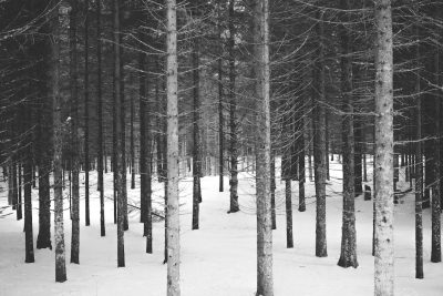 black and white photo of tall pine trees in the winter, snowy forest floor, minimalist, symmetrical in the style of pine trees. --ar 128:85