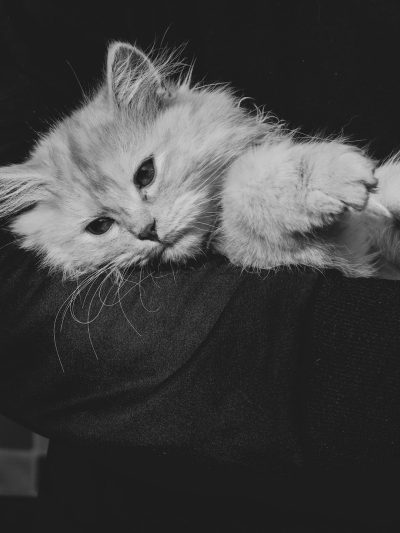 A black and white photo of an adorable fluffy kitten laying on the shoulder, with its paw hanging out over the arm in the style of his arm. --ar 3:4