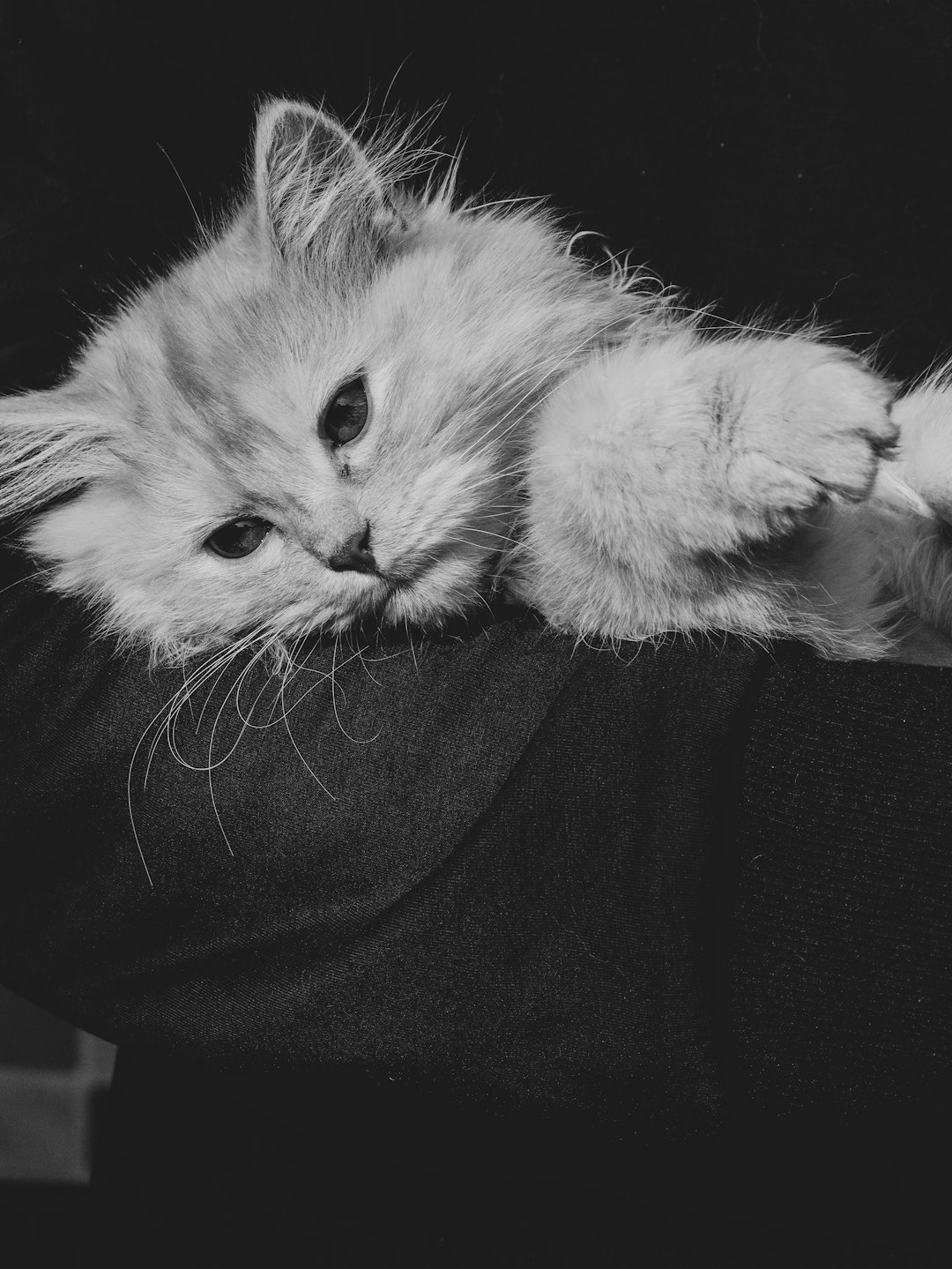 A black and white photo of an adorable fluffy kitten laying on the shoulder, with its paw hanging out over the arm in the style of his arm. –ar 3:4