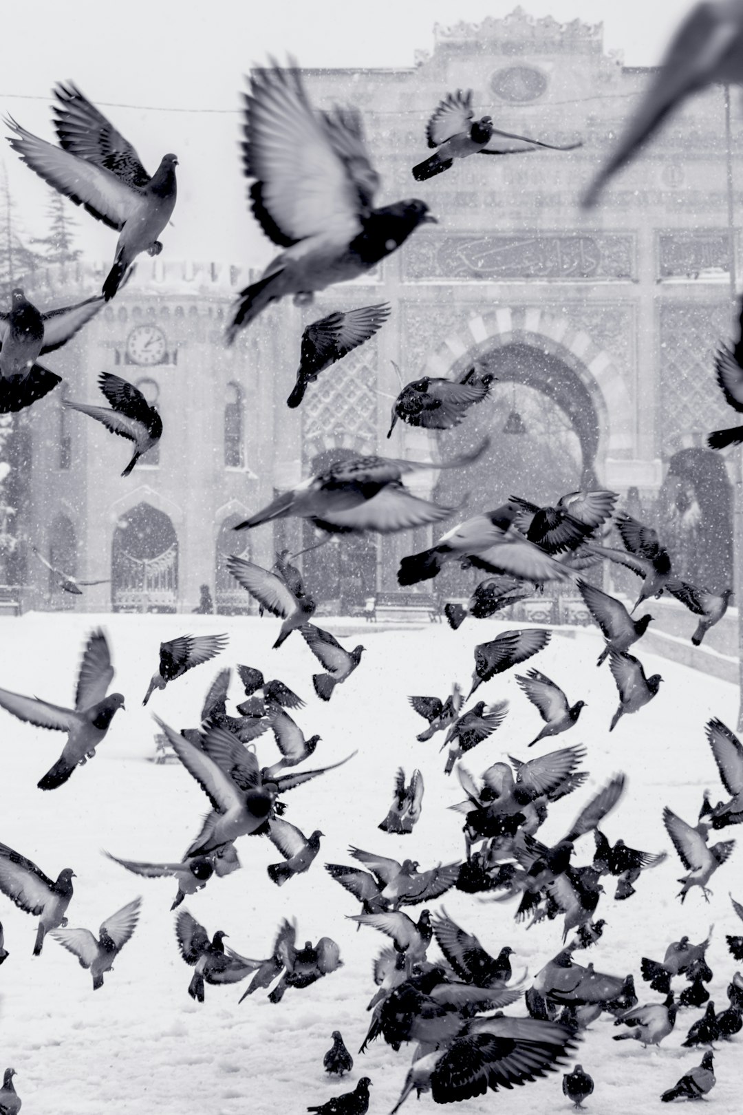 A black and white photo shows pigeons flying in the air over a snow covered square. They look like they may crash into each other. Persian architecture can be seen in the background. There are some people around. The photo has high contrast with a dynamic composition. It is ultra realistic in the style of a hasselblad x2d 90mm camera lens with dramatic lighting. –ar 85:128