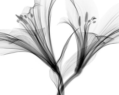 abstract black and white digital art of two lily flowers, the petals form graceful curves that create an elegant composition on a pure white background. The delicate lines convey softness while conveying a sense of mystery and depth through their interplay with light and shadow. --ar 64:51