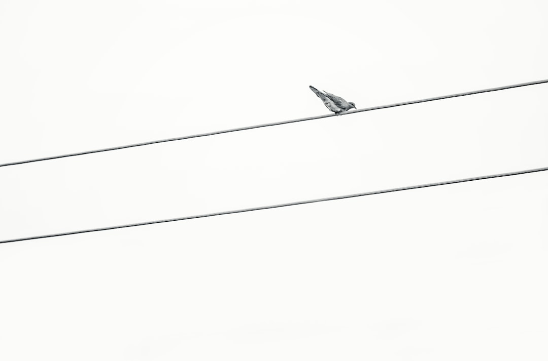 A minimalist black and white photograph of an electric wire with one small bird perched on it, symbolizing the connection between nature’s music and urban life. The simplicity captures both beauty in minimalism and environmental narrative through visual metaphor. With a simple design and composition against a white background, this high resolution photograph tells a story in the style of environmental artists through its visual metaphor. –ar 32:21