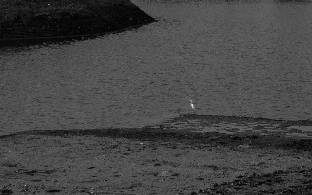 A bird standing on the shore of an island in Scottish saltwater, in black and white photography with a long exposure time, from a bird’s eye view perspective, with a high contrast between the water and land and a distant background, in a minimalist style, using a telephoto lens with natural light, bringing a sense of calmness. –ar 8:5