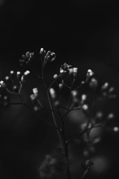 A black and white photograph of small flowers against a dark background, with a moody, atmospheric, cinematic style. --ar 85:128