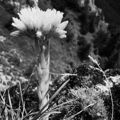 A black and white photo shows an alien flower on the side of a mountain in Hutte, Spain. The flowers have long stems with large leaves at their base. A single giant alien puffy plant is seen. In front there are some grasses and mossy rocks.