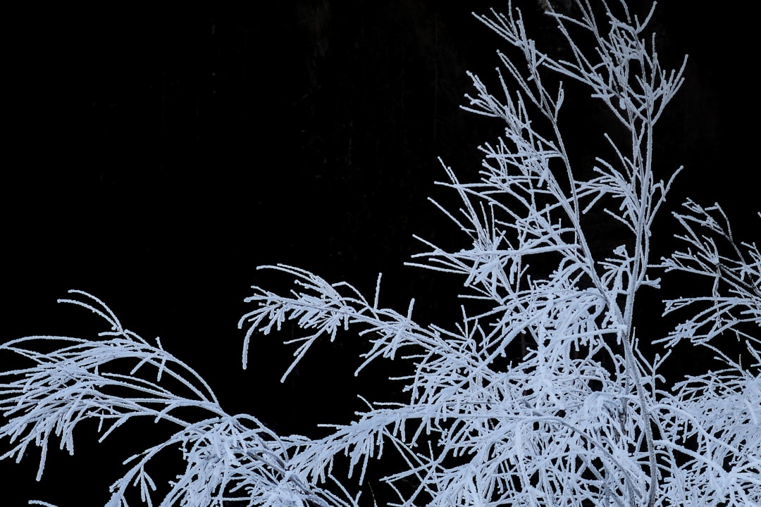 White frost, black background, black tree branches covered with white frost, realistic photography, high definition details in the style of real photography. –ar 128:85