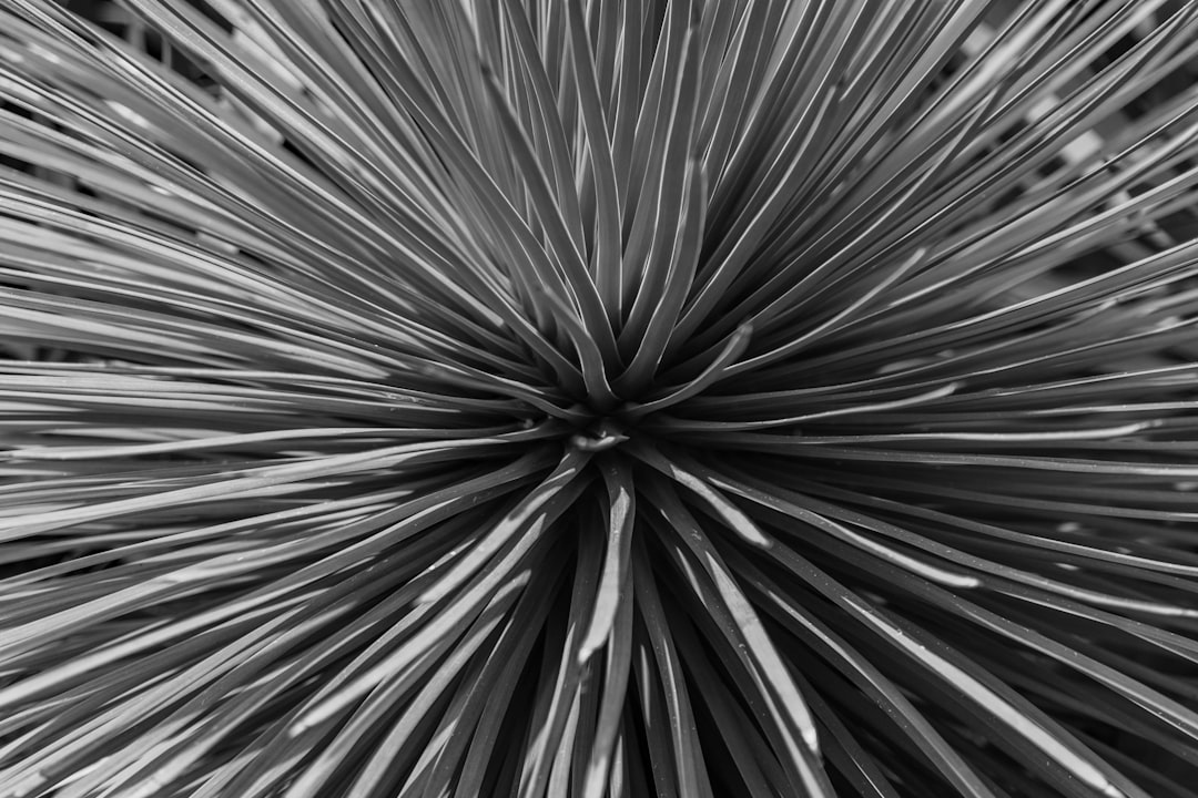 A closeup of the spines on an agave plant, in grayscale at high resolution. –ar 128:85