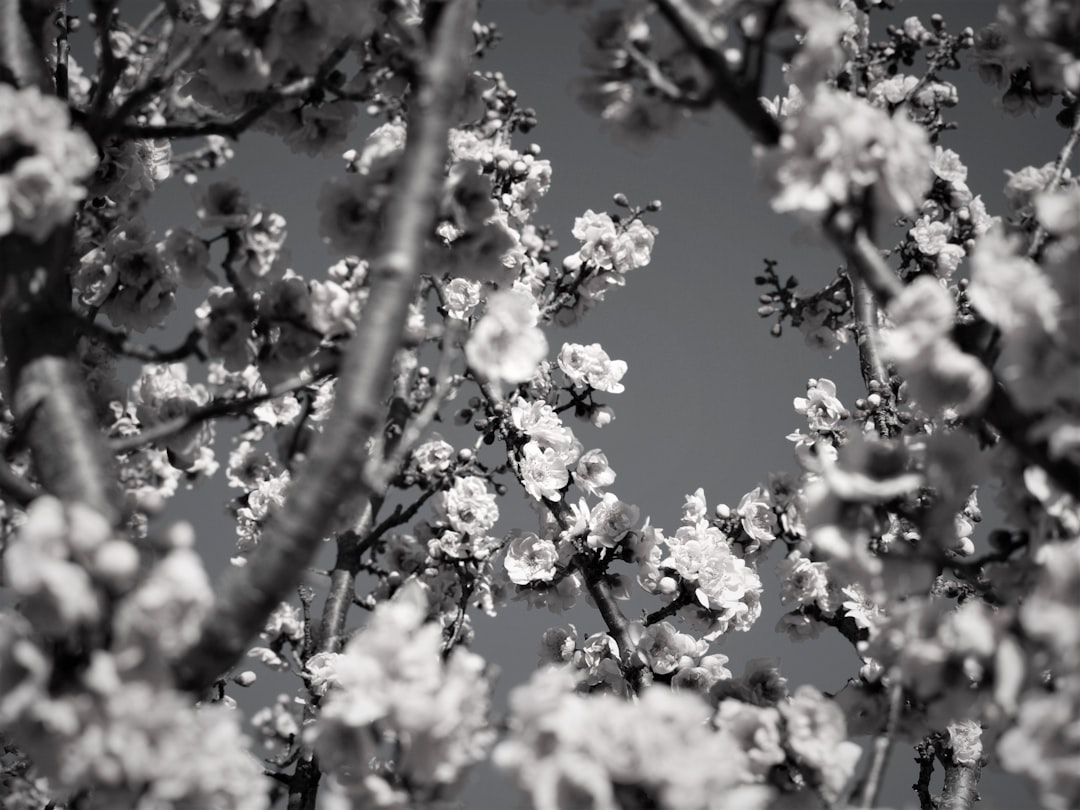 black and white photo of almond blossoms, shot from below –ar 4:3