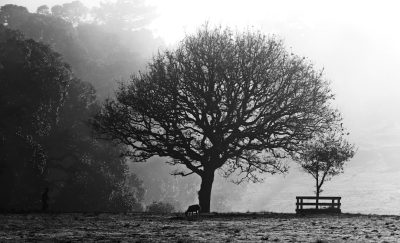 Black and white photograph of an oak tree in the misty English countryside, with two deer standing under it and one sitting on its bench, in silhouette against a backdrop of rolling hills. The scene is set at dawn or dusk, creating soft light that illuminates parts of the tree's branches and leaves. There is also a small path leading to another wooden chair nearby, adding depth to the composition. This photo captures tranquility and natural beauty in the style of an impressionist landscape painting. --ar 128:77