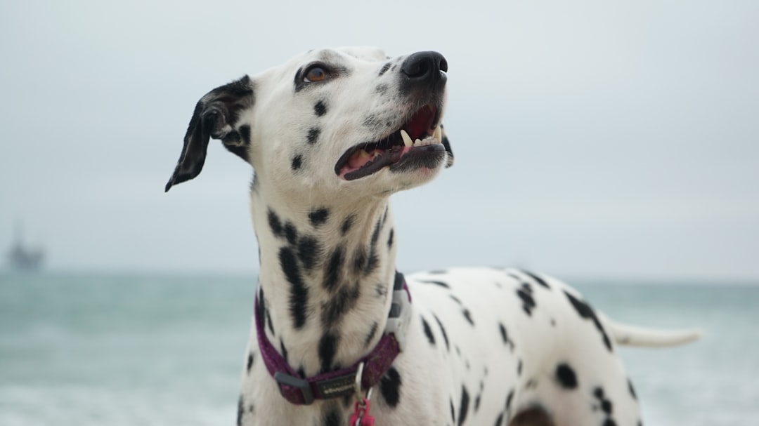 A dalmatian dog standing on the beach, wearing a purple collar with a small pink bow tied around its neck and mouth open looking up to the sky. Closeup shot from the side angle, grey sea in the background. A tropical island vibe. Photo taken in the style of Nikon Z6 II with an f/2 lens, wide aperture for depth of field focus. –ar 16:9