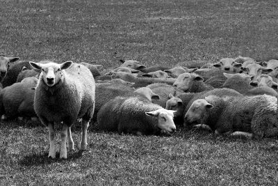 black and white photo of one sheep standing out in the middle of an entire flock laying down on their backs, on grassy field, monochrome, detailed, hyper realistic --ar 128:85