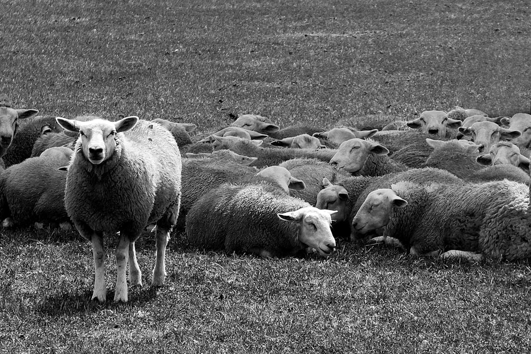 black and white photo of one sheep standing out in the middle of an entire flock laying down on their backs, on grassy field, monochrome, detailed, hyper realistic –ar 128:85