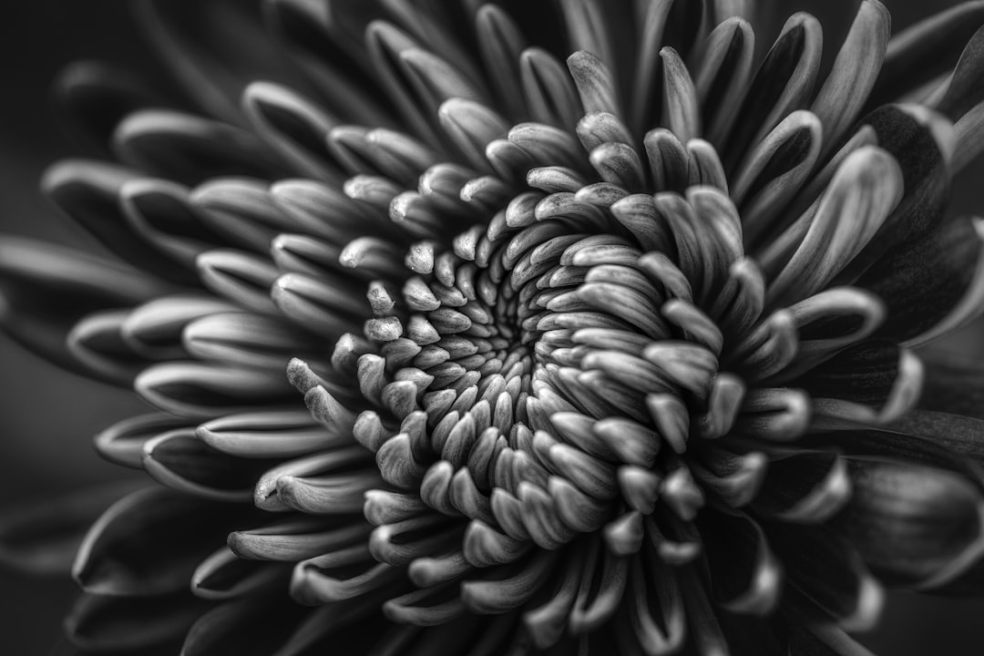 Black and white photography of chrysanthemum, highly detailed, high resolution, shot on Sony A7R IV, 85mm f/1.4. in the style of [Ansel Adams](https://goo.gl/search?artist%20Ansel%20Adams). –ar 128:85