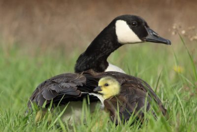 Photo of a Canada goose with its gosling on the grass, taken in the style of Nikon d850. --ar 128:85