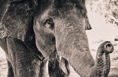 An old elephant, closeup of its trunk and head with one eye open in the wild.,monochrome Vintage photo from 20s ultra wide shot on IMAX Laser --ar 128:83