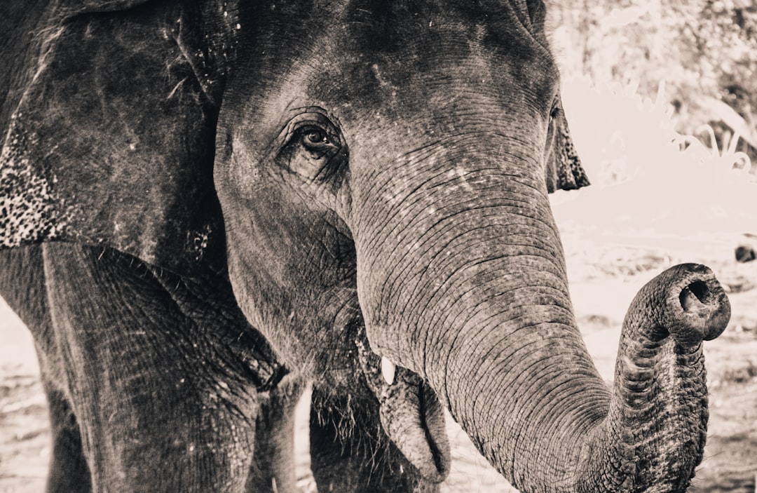 An old elephant, closeup of its trunk and head with one eye open in the wild.,monochrome Vintage photo from 20s ultra wide shot on IMAX Laser –ar 128:83