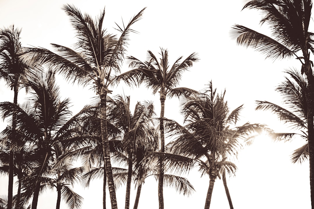 Vintage palm trees in the sun, muted tones on a white background, black and white photography with a wide angle, low angle shot during the golden hour lighting with high contrast and soft shadows, a monochrome aesthetic with palm tree silhouettes depicting a tropical beach scene with beachy vibes and a vintage filter effect incorporating tropical design elements and beachwear in the style of bohemian fashion. –ar 128:85