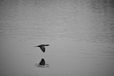 A bird flying over the water, depicted in simple black and white with high contrast in the minimalist style. A distant view captured with a telephoto lens, showing the bird's elegant movements and reflections on the calm waters' ripples, conveying a sense of freedom. The scene was photographed with a Sony A7S III camera using a Sigma 35mm f/2 lens set to an aperture of f/1.8 for soft focus. A long exposure time captured the movement. --ar 128:85