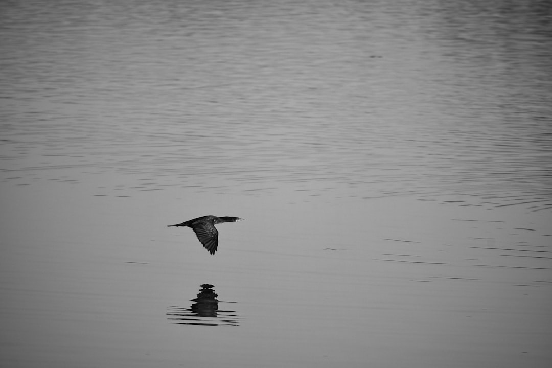 A bird flying over the water, depicted in simple black and white with high contrast in the minimalist style. A distant view captured with a telephoto lens, showing the bird’s elegant movements and reflections on the calm waters’ ripples, conveying a sense of freedom. The scene was photographed with a Sony A7S III camera using a Sigma 35mm f/2 lens set to an aperture of f/1.8 for soft focus. A long exposure time captured the movement. –ar 128:85