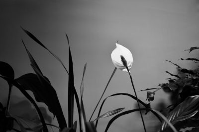 A black and white photograph of an isolated peace lily flower in the foreground, surrounded by tall grasses and plants, taken with Leica M6 on Kodak TMax film stock using soft lighting to create a dramatic contrast between light and shadow. The composition is minimalist yet powerful, focusing attention directly on the subject. This photo was captured as part of photographer Daniel Kordan's art exhibition 'Black & White' in the style of his work. --ar 128:85